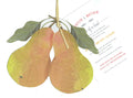 AW1021W Perfect Pear