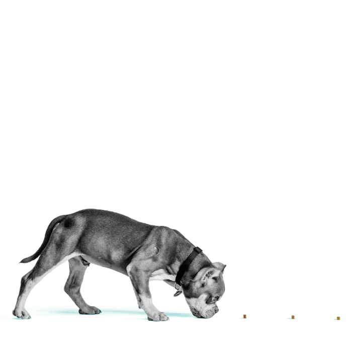 BIXBI® Pocket Trainers® for Dogs – Chicken Recipe Dog Treats