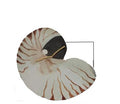 GAW796 Nautilus with glitter