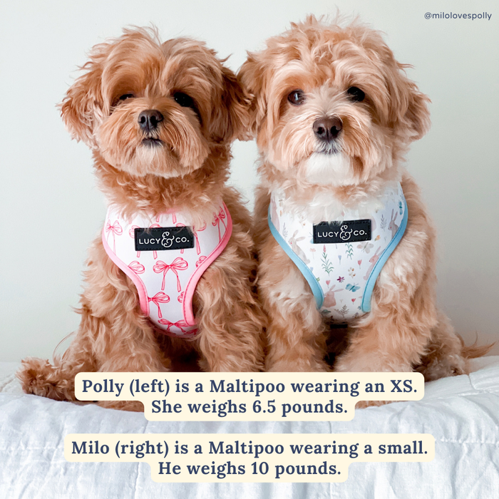 Lucy & Co. - Take a Bow Reversible Harness