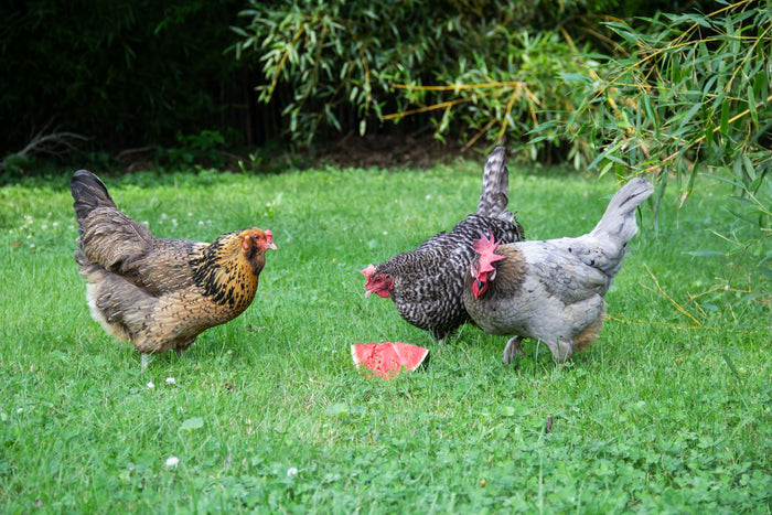 New Country Organics Organic Wheat-Free Layer Feed