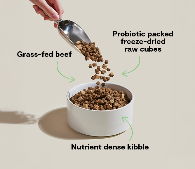 Open Farm GoodGut Grass-Fed Beef Dog Kibble