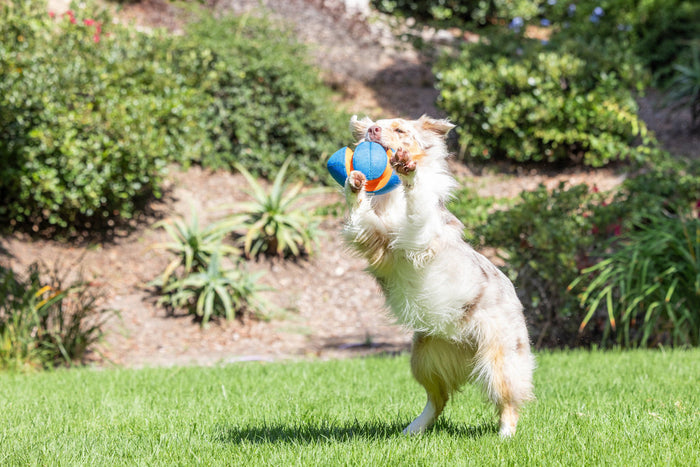 Petmate Chuckit! Giggle Fumble Fetch Dog Toy