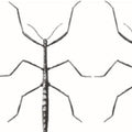 Stickbug White Noir Fabric