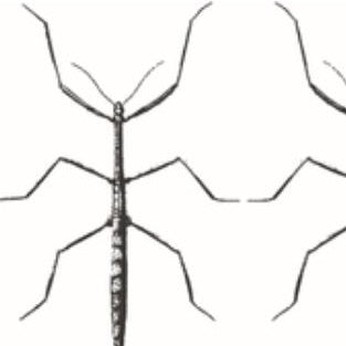 Stickbug White Noir Fabric