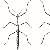 Stickbug White Noir Fabric
