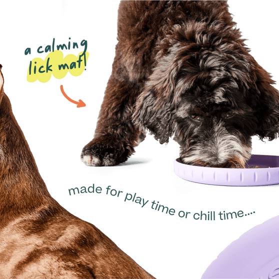 Woof Fly n' Feed Dog Toy