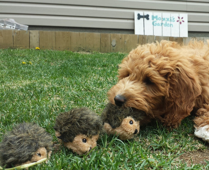ZippyPaws Miniz 3-Pack Hedgehogs Dog Toy
